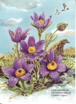 Koniklec německý xxxx 95 008 D ** / ● - Flora